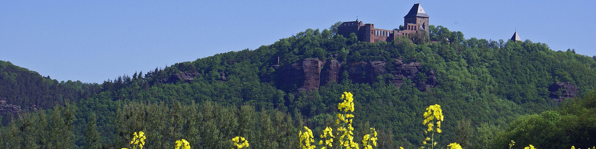 3.Burg Nideggen blühendes Rapsfeld